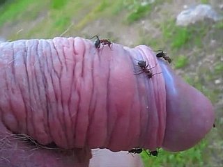 Kinky-Kumpel steckt seinen kleinen Schwanz more einen Ameisenhaufen und genießt es